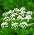 Anason Çiçeği Kullanımı ve Faydaları Nelerdir?