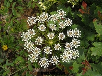 Anason Yaprağı Kullanımı ve Faydaları Nelerdir?